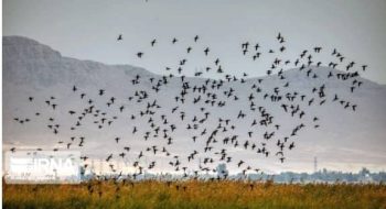 کوچ پرندگان مهاجر به زیستگاه تالاب میقان اراک آغاز شد